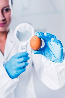 Quality control expert inspecting at egg in the laboratory clipart