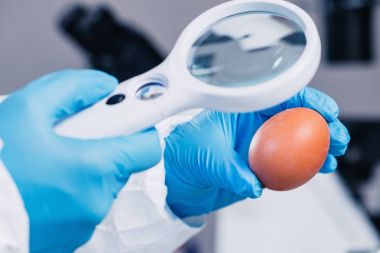 Kalite kontrol Laboratuvarı yumurta, teftiş uzman