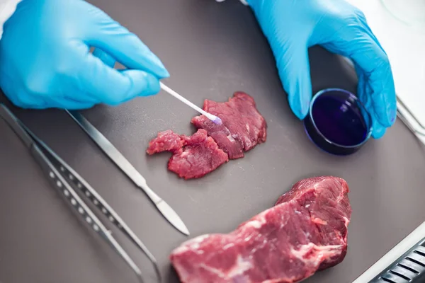 实验室肉类质量控制专家检验 — 图库照片