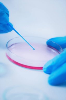 Petri dish, hayat bilgisi araştırmacı pipet kullanarak örnek aşı