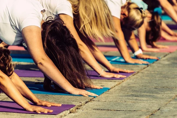 Yoga Day Group People Downward Dog Pose — Stock Photo, Image