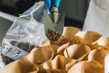 Toprak testi. Biyologların elinde koruyucu eldivenler, üzerinde toprak bulunan spatulayı küçük kaplarda ayırıyor..