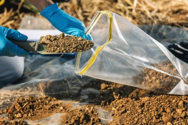Toprak testi. Agronomist, toprağı bahçe küreğiyle birlikte toprak numune torbasına koyuyor. Çevre araştırması