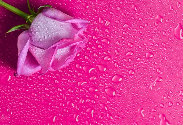 Pink rose bud on a pink surface in droplets of water. Top view.