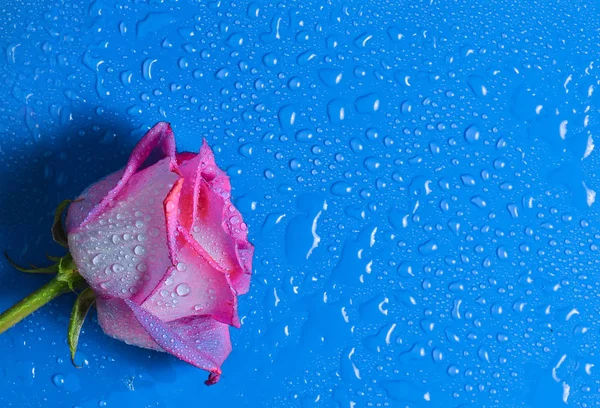 Rosa Aumentou Botão Uma Superfície Azul Gotas Água Vista Superior — Fotografia de Stock