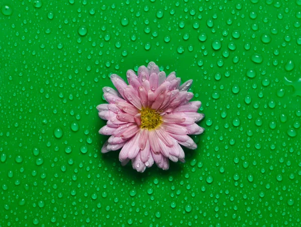 A flower of chrysanthemum with pink petals in drops of water on a green background. Top view.