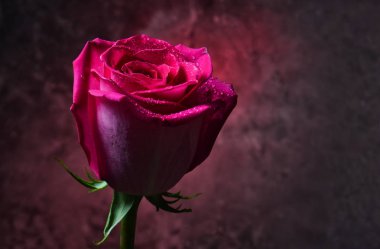 Pink rose bud in dew drops on a dark background of a concrete wall. Romantic evening. Mystical red light. clipart