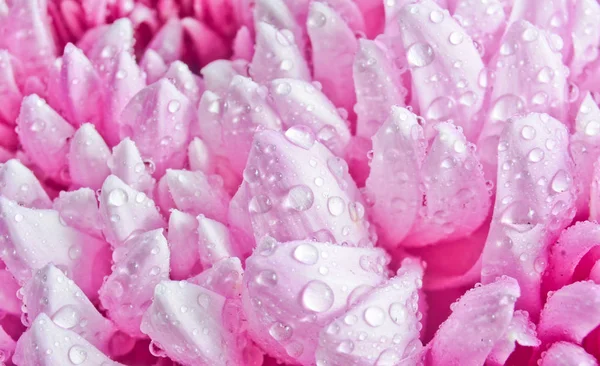 Petals of large pink chrysanthemums in dewdrops close-up. — Stock Photo, Image