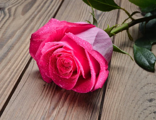 Eine rosa Rose in den Wassertropfen in Großaufnahme auf einem Holztisch. Holland stieg auf. Romantisches Geschenk beim ersten Date. — Stockfoto