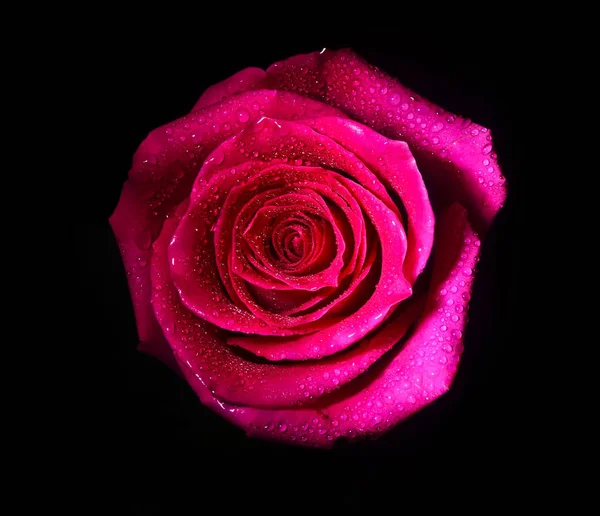 Un brote de una rosa holandesa aislada sobre un fondo negro — Foto de Stock