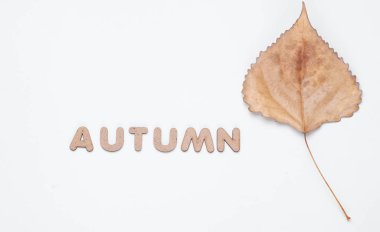 Sonbahar geldi. Beyaz arka planda üç kurumuş kavak yaprağı.