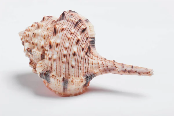 Oceano Shell Close Fundo Branco — Fotografia de Stock