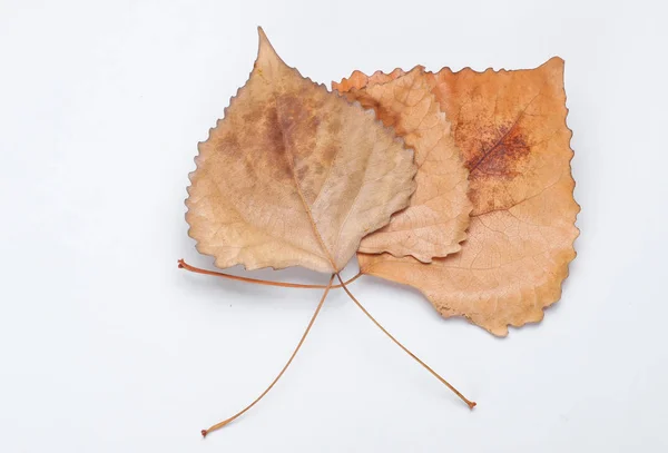 Ora Autunno Tre Foglie Secche Cadute Pioppo Fondo Bianco — Foto Stock