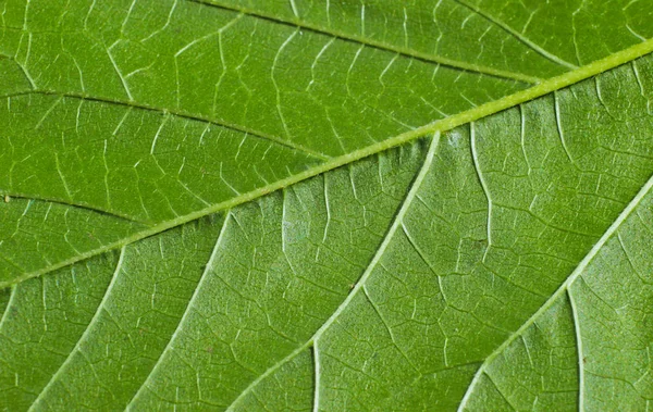 Gröna Löv Struktur Närbild Makro — Stockfoto