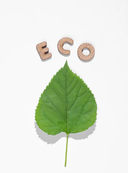 Sauver Planète Concept Minimal Feuille Verte Mot Eco Sur Fond — Photo