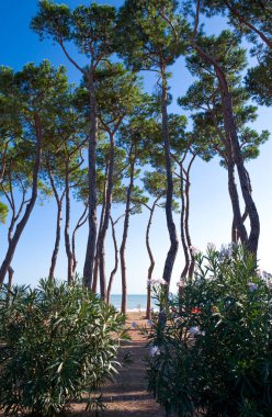 Adriyatik kıyıları