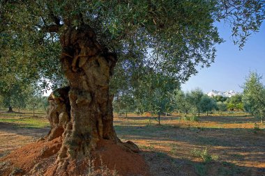 Ostuni, olive grove arasında beyaz bir köy