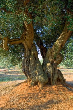 Ostuni, olive grove arasında beyaz bir köy