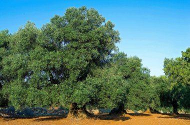 Ostuni, olive grove arasında beyaz bir köy