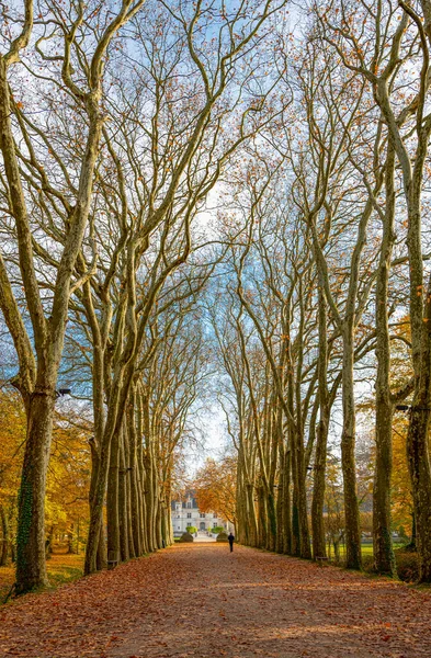 Chenonceaux Francia Colori Autunnali Del Viale Alberato Che Conduce Castello — Foto Stock