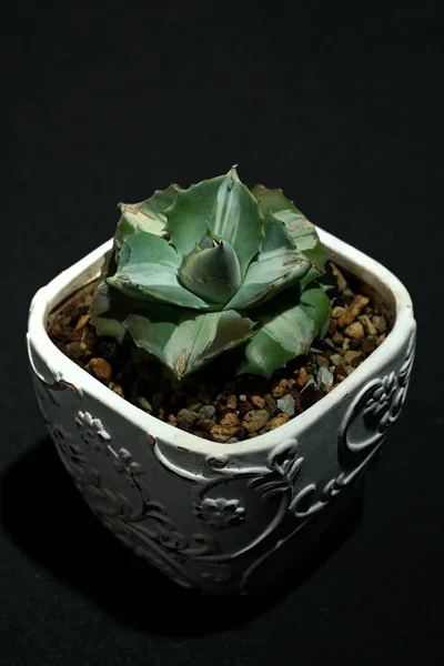 A succulent plant — Stock Photo, Image