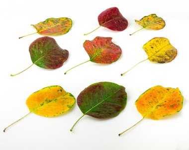 Parlak sonbahar yaprakları