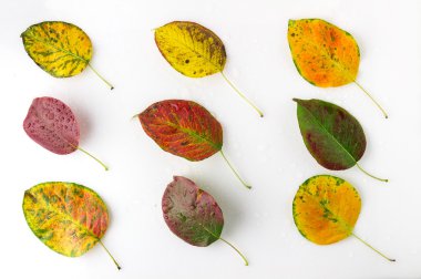 Parlak sonbahar yaprakları