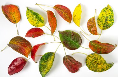 Parlak sonbahar yaprakları