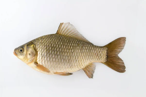Ζώντων ψαριών ασήμι κυπρίνος — Φωτογραφία Αρχείου