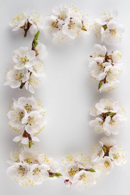 Meyve ağaçlarının ihale çiçek. 