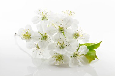 Meyve ağaçlarının ihale çiçek