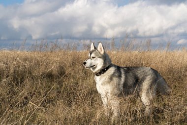 Siberian dış yapraklar doğurmak köpek
