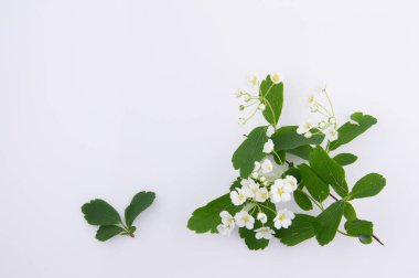 Meyve ağaçlarının ihale çiçek.