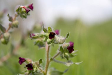 Meyve ağaçlarının ihale çiçek