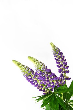 güzel renkli çiçekler lupine yeşil yaprakları ile 