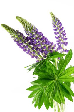 güzel renkli çiçekler lupine yeşil yaprakları ile 