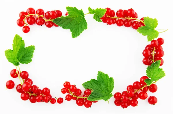 Olgun ve sulu kırmızı kuş üzümü bir çerçeve şeklinde yaprakları ile