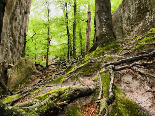 Labyrinthe entrelacement des racines des grands arbres . — Photo