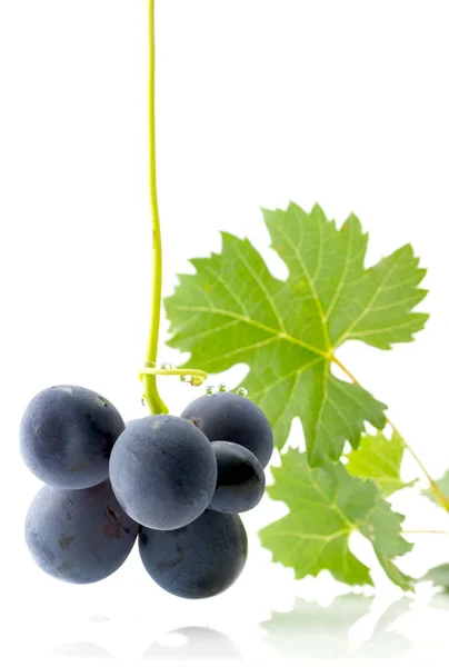 Blauwe druiven met groene bladeren — Stockfoto