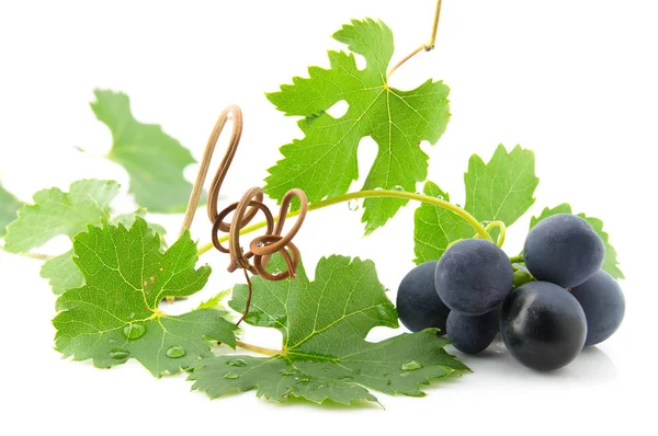 Blauwe druiven met groene bladeren — Stockfoto