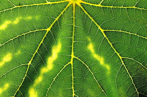 Belirgin bir doku ile bir bitkinin yaprak yeşil — Stok fotoğraf