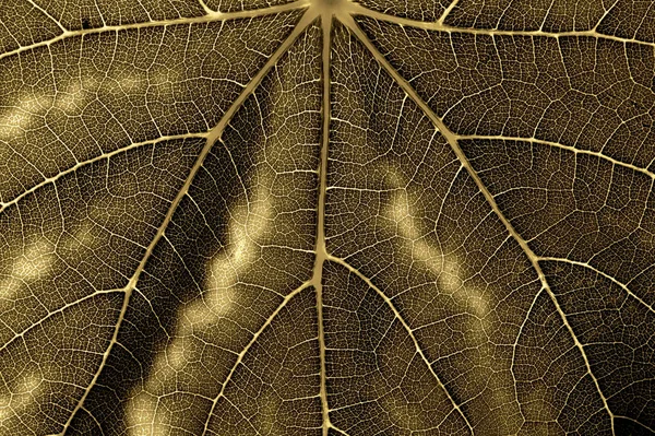 Una hoja de una planta con una textura pronunciada — Foto de Stock