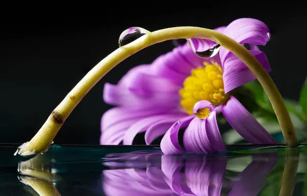 Fleur de chrysanthème avec reflets en gouttes — Photo