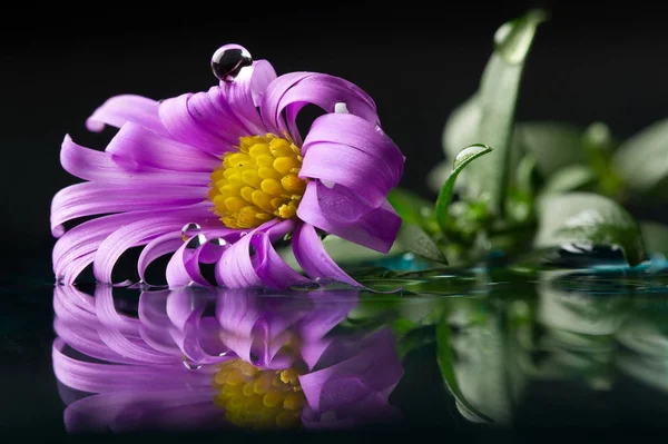 Crisantemo fiore con riflessi in gocce — Foto Stock