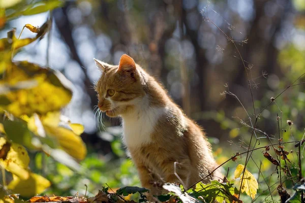 Rödhårig kattunge — Stockfoto