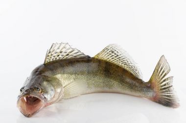 Canlı zander veya pikeperch