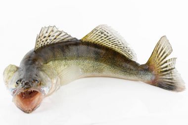 Canlı zander veya pikeperch