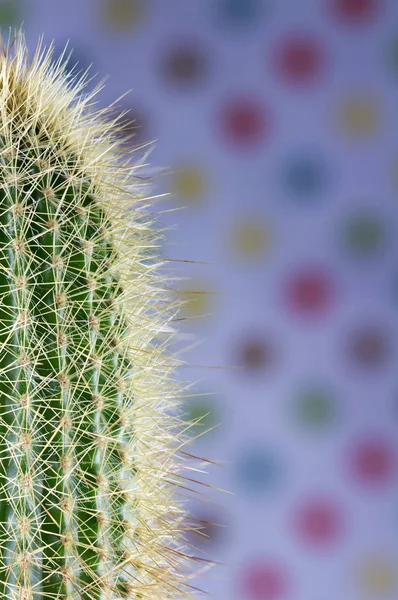 Cactus espinoso primer plano para fondo o wallpape —  Fotos de Stock