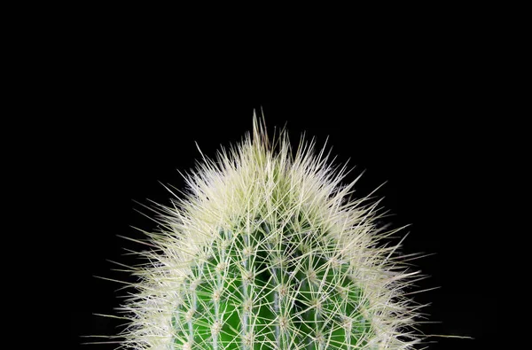 Колючий кактус крупным планом для фона или обоев — стоковое фото