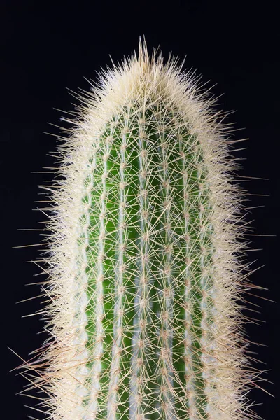 Cactus spinoso primo piano per sfondo o wallpape — Foto Stock